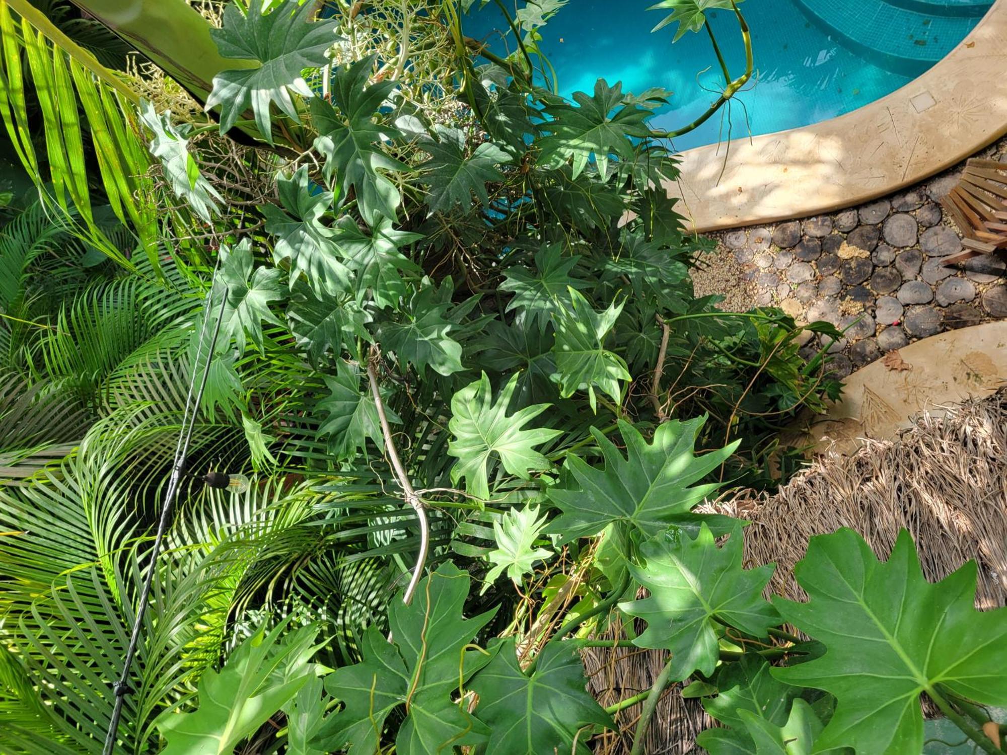 The Secret Garden Tulum Lejlighed Eksteriør billede