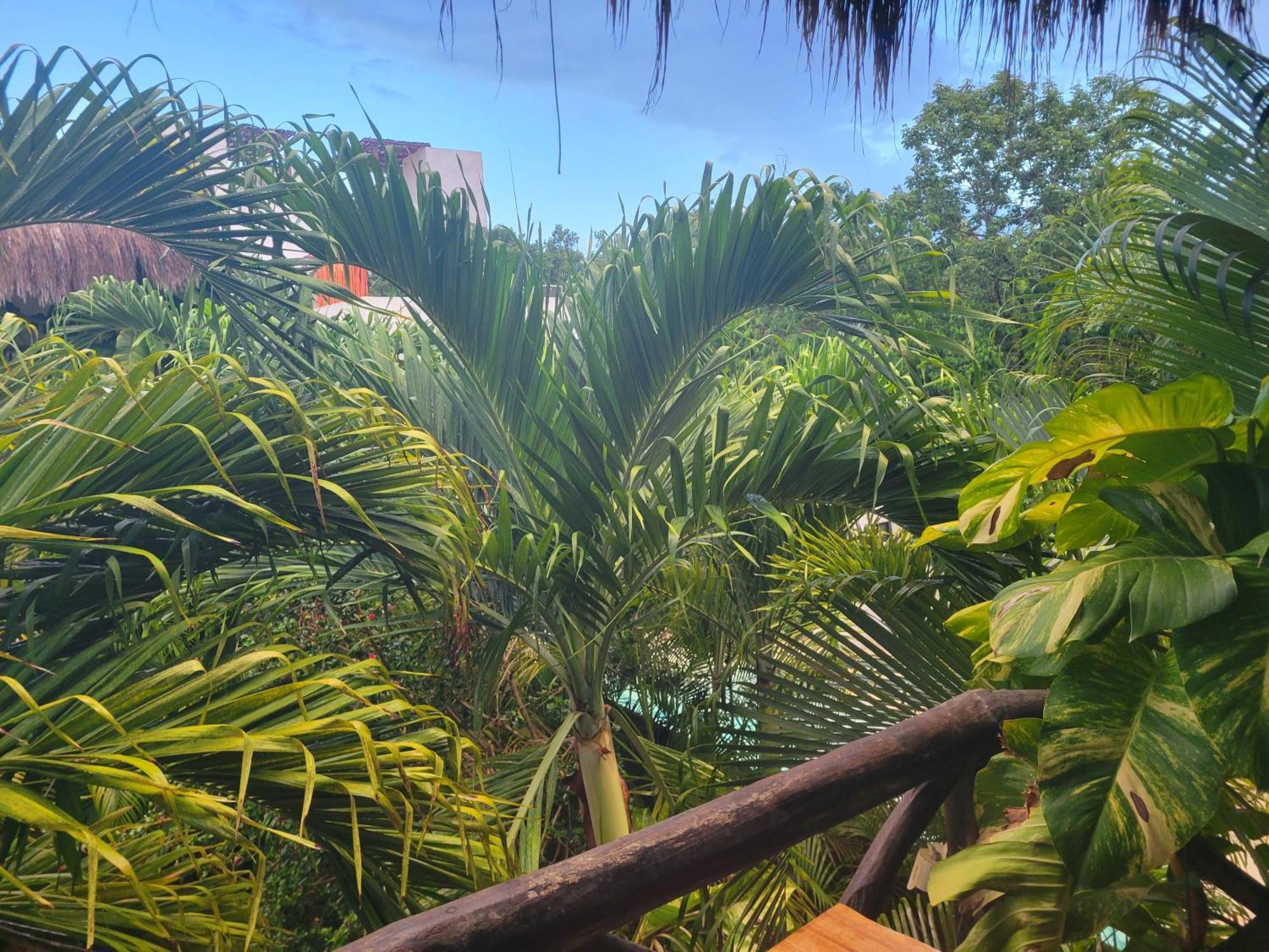 The Secret Garden Tulum Lejlighed Eksteriør billede